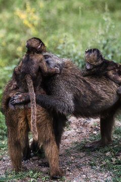 Olive baboon mother carrying two babies in African woodland