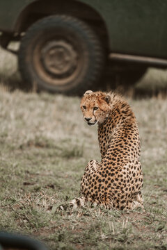 Young cheetah sitting near a safari vehicle in grassland