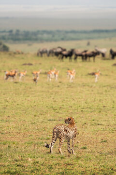Cheetah looking back across open African grassland