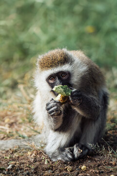 Young vervet monkey eating while holding food in its hands