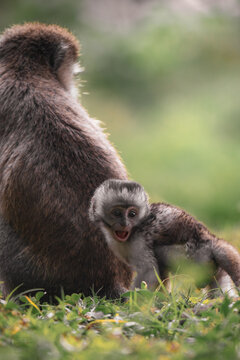 Infant vervet monkey peeking beside adult in grass