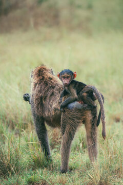 Baby baboon riding on mother in African grassland