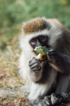 Young vervet monkey eating while looking at the camera
