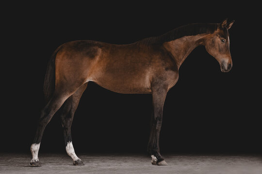 Elegant brown horse standing in profile view
