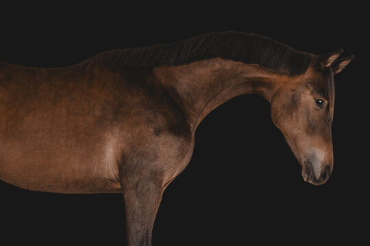 Elegant brown young horse posing against a black background