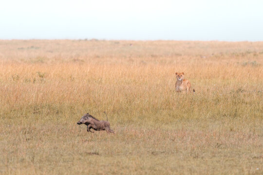 Lioness watching a warthog across dry grassland