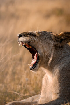 Lioness yawning with open mouth in African savanna