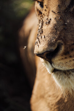 Detailed portrait of a lioness with flies on her face