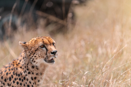 Cheetah in profile with copy space in African savanna