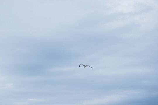 A single seagull flying gracefully in the overcast sky