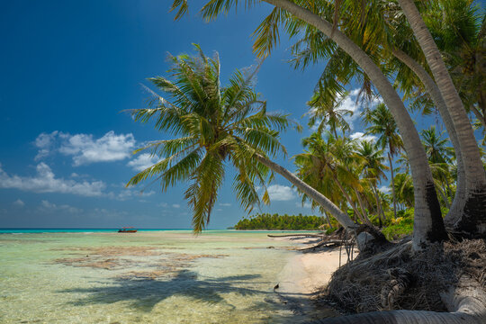 Lush palm trees leaning over a clear turquoise lagoon