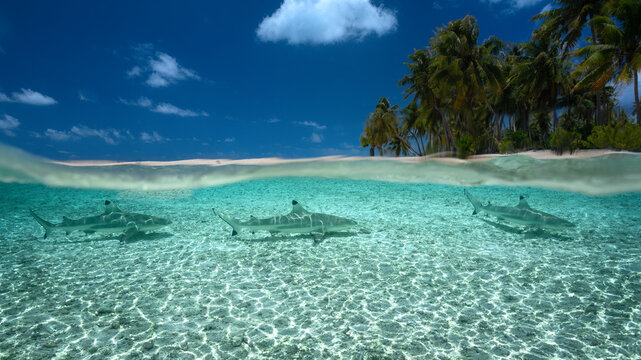 Split view of sharks swimming in turquoise shallows