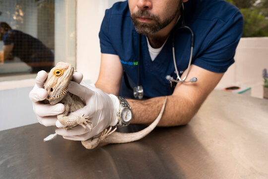 Veterinarian examining iguana on table at clinic