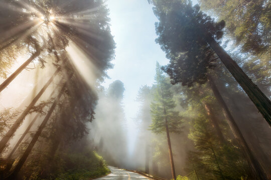 Sunlight streams through tall foggy redwood trees