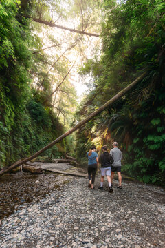 Family of three hiking in a lush fern canyon