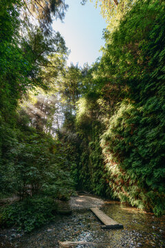Sunbeams shine down into a lush green canyon