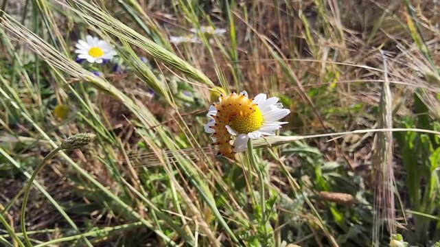 Close-up video of Zerynthia polyxena, the southern festoon caterpillar, feeding on a daisy in a wild meadow, macro detail, natural light.