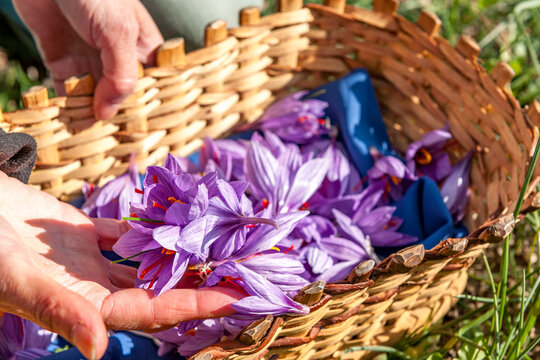 Harvesting saffron crocus in a basket in Mund Switzerland