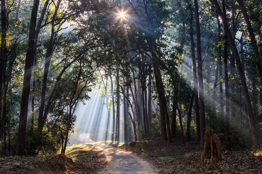 India, Uttarakhand, View of forest with shala trees at Jim Corbett National Park