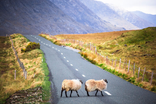 Ireland, Sheep on a country road in Connemara