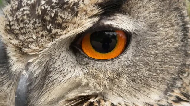 Extreme close up of owl bird looking into sense of camera UK 4K