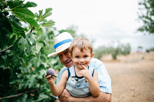 Portrait of happy little boy picking figs with his great-grandfather