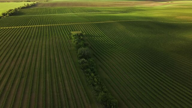 Aerial majestic landscape view of agricultural field of currant bushes.
