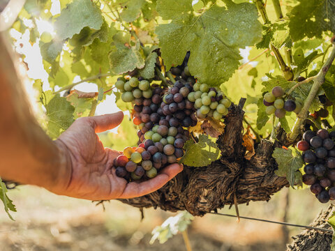 Winemaker hand holding ripening grapes in a Tuscany vineyard