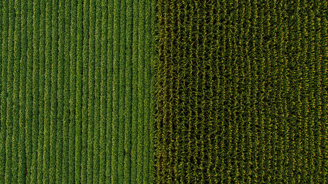 Serbia, Vojvodina, Aerial view of soybean and corn crops