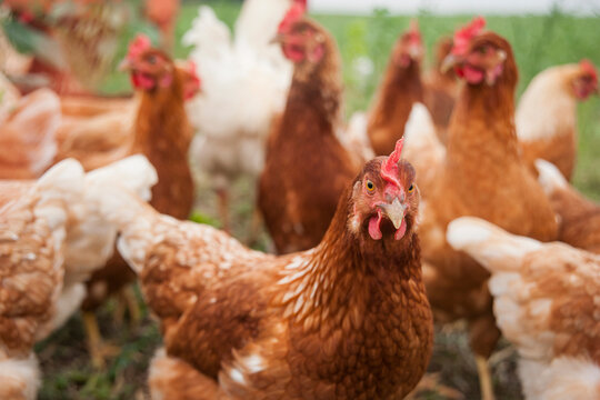 Germany, Chicken on farm