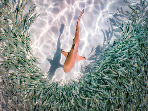 Maledives, Indian Ocean, baby black tipped reef shark (Carcharhinus melanopterus) amongst shoal of fish