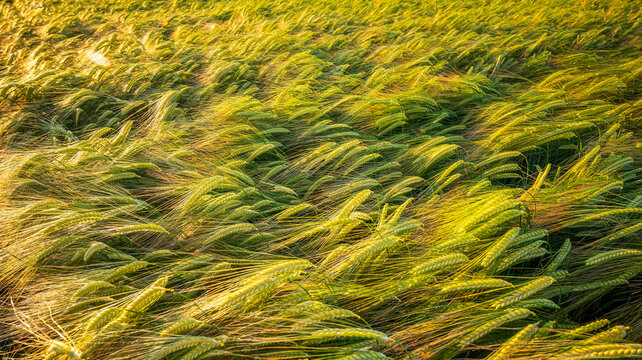 Windswept barley growing in field