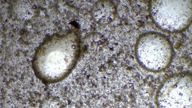 Microscopic view of water droplets and rust particles in contaminated ISO VG 46 oil

