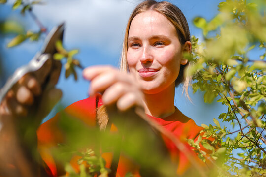 Smiling gardener pruning a green bush with shears outdoors in spring