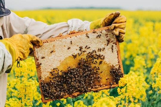 Beekeeper holding honeycomb frame in blooming rapeseed field