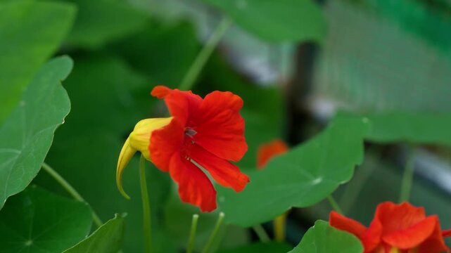 Spider crawling into a vibrant orange nasturtium flower
