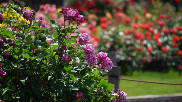 Beautiful roses blooming in the French-style garden at Hongo Kyusuijo Park in Tokyo,
