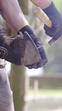 Attaching horseshoe on hoof close up
