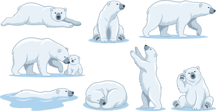 Polar bear animal cartoon character pose set with sleeping swimming walking standing waving and cub vector