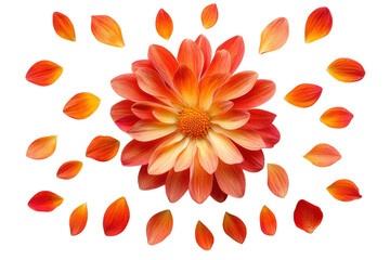 Vibrant orange dahlia flower with delicate floating petals arranged in a circular pattern to highlight the natural beauty of botanical flora isolated on white background © Khadija