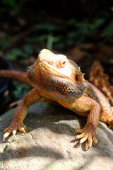 Fototapeta premium Bearded dragon lizard on Natural Habitat ,Close up image of Inland Bearded Dragon (Pogona vitticeps), Australian Bearded Dragon 