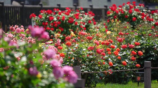 Beautiful roses blooming in the French-style garden at Hongo Kyusuijo Park in Tokyo,
