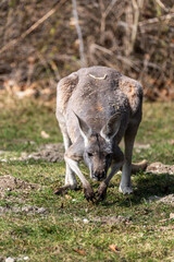 The red kangaroo, Macropus rufus is the largest of all kangaroos and the largest extant marsupial. © rudiernst