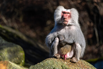 Obraz premium The hamadryas baboon, Papio hamadryas is a species of baboon