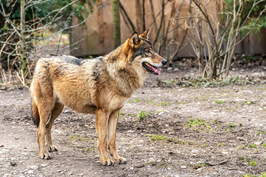 European Grey Wolf, Canis lupus swimming in a water pond