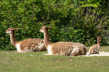 Obraz premium Family of Vicunas, Vicugna Vicugna, relatives of the llama