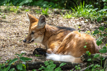 Obraz premium The Maned Wolf, Chrysocyon brachyurus is the largest canid of South America