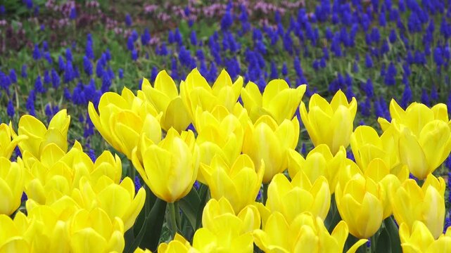 百合が原公園のチューリップとムスカリ