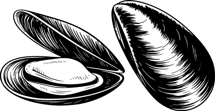 A detailed black and white ink of two fresh mussels, one open and one closed, isolated on white
