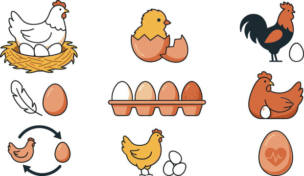 Chicken life cycle and poultry farming icon set with hen rooster chick nest eggs and feather vector